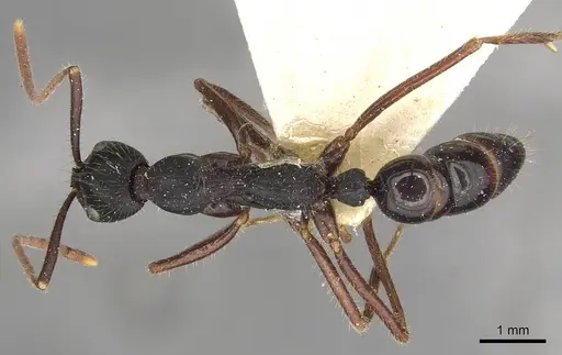 Leptogenys diminuta specimen CASENT0915226 image casent0915226_1