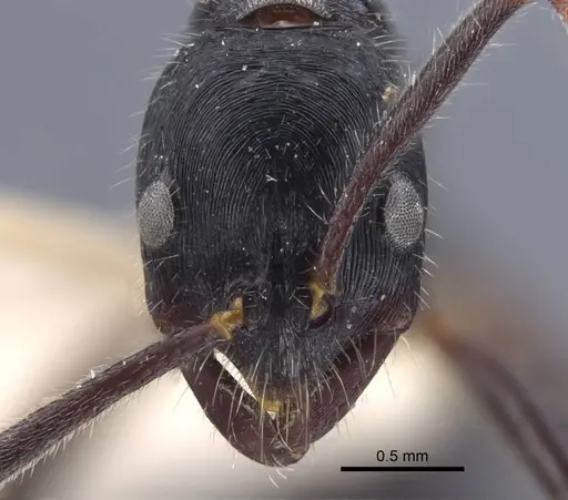 Leptogenys diminuta specimen CASENT0916839 image casent0916839_2