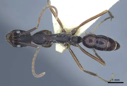 Leptogenys diminuta specimen CASENT0916841 image casent0916841_1