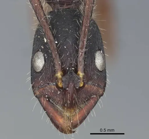 Leptogenys diminuta specimen CASENT0916841 image casent0916841_2