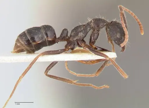 Leptogenys diminuta specimen FOCOL1035 image focol1035_4
