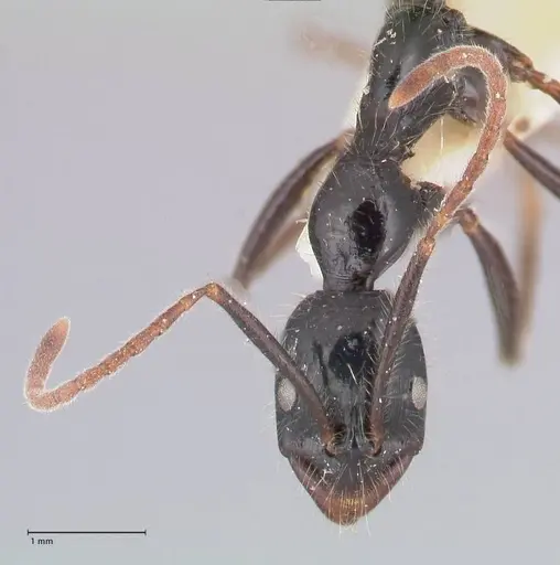 Leptogenys diminuta specimen FOCOL1038 image focol1038_2