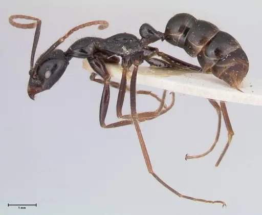 Leptogenys diminuta specimen FOCOL1038 image focol1038_3