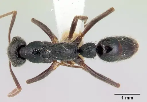 Leptogenys donisthorpei specimen CASENT0178791 image casent0178791_1
