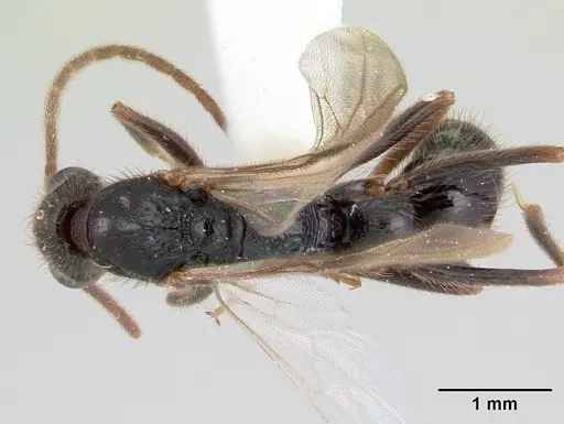 Leptogenys donisthorpei specimen CASENT0178792 image casent0178792_1