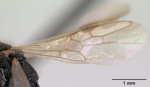 Leptogenys donisthorpei specimen CASENT0178792 image casent0178792_4