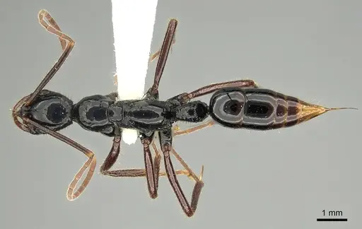 Leptogenys drepanon specimen CASENT0270550 image casent0270550_1