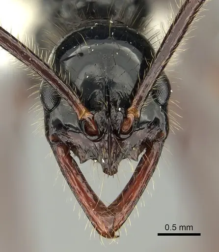 Leptogenys drepanon specimen CASENT0270550 image casent0270550_2