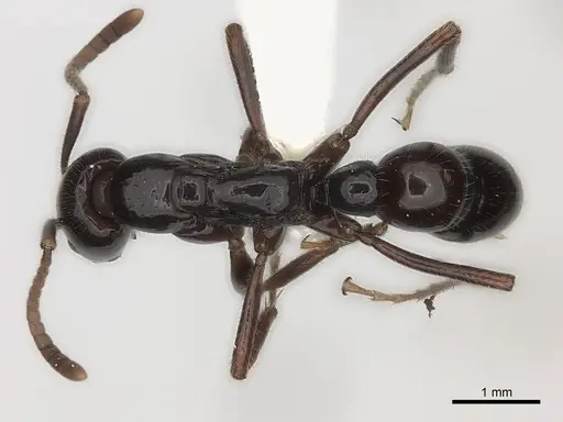 Leptogenys ebenina specimen CASENT0217526 image casent0217526_1