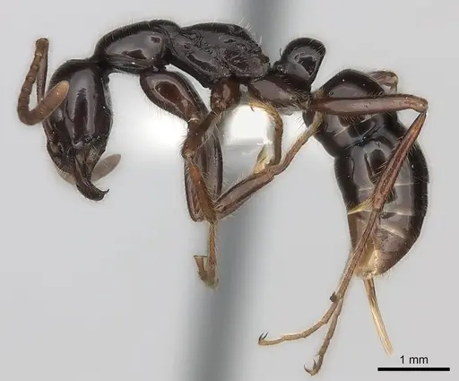 Leptogenys ebenina specimen CASENT0217526 image casent0217526_3