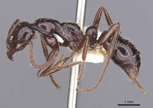 Leptogenys ebenina specimen CASENT0907391 image casent0907391_3