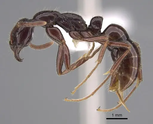 Leptogenys ebenina specimen CASENT0923404 image casent0923404_1