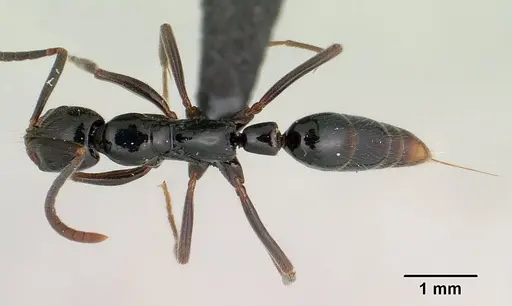 Leptogenys edsoni specimen CASENT0147522 image casent0147522_1
