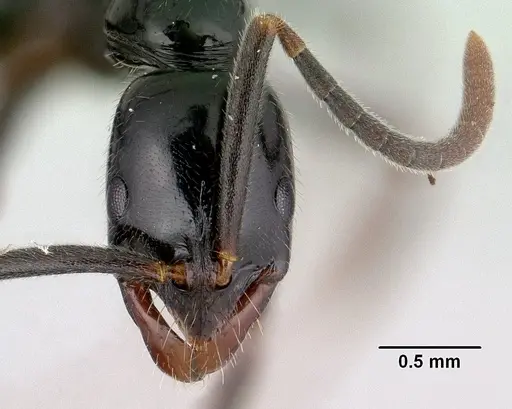 Leptogenys edsoni specimen CASENT0147522 image casent0147522_2