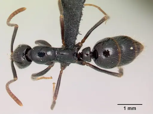 Leptogenys edsoni specimen CASENT0149872 image casent0149872_1