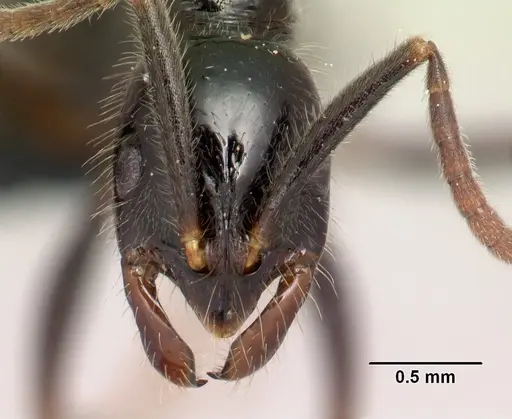 Leptogenys edsoni specimen CASENT0149872 image casent0149872_2