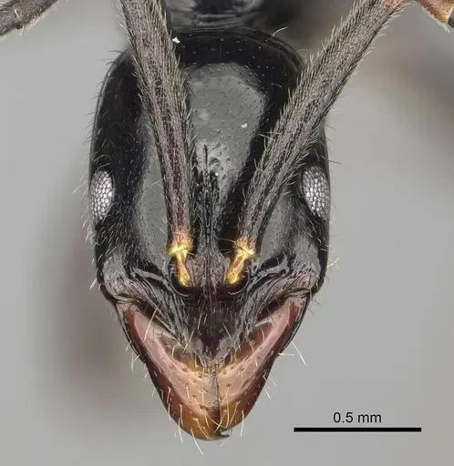 Leptogenys edsoni specimen CASENT0247255 image casent0247255_2