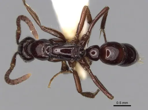 Leptogenys elegans specimen CASENT0217123 image casent0217123_1