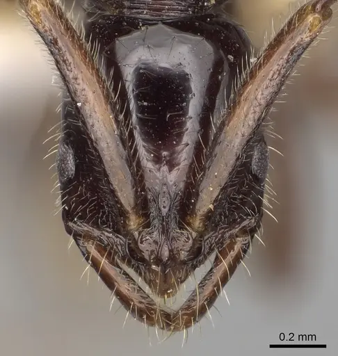 Leptogenys elegans specimen CASENT0217123 image casent0217123_2