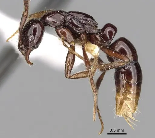 Leptogenys elegans specimen CASENT0217123 image casent0217123_3