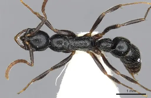 Leptogenys elegans specimen CASENT0902602 image casent0902602_1