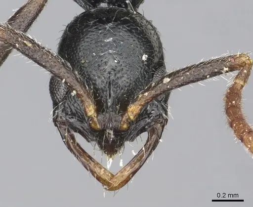 Leptogenys elegans specimen CASENT0902602 image casent0902602_2