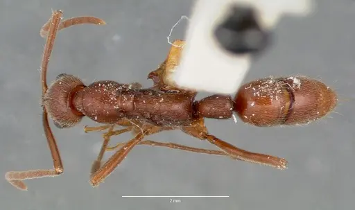 Leptogenys elongata specimen CASENT0006059 image casent0006059_1