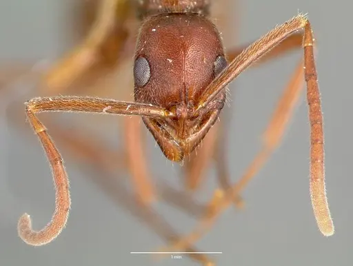 Leptogenys elongata specimen CASENT0006059 image casent0006059_2