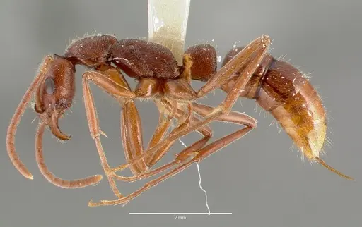 Leptogenys elongata specimen CASENT0006059 image casent0006059_3