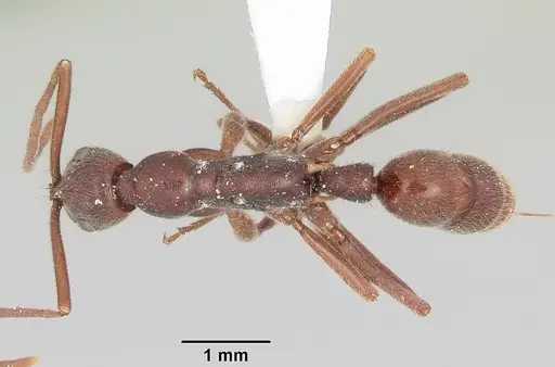 Leptogenys elongata specimen CASENT0104737 image casent0104737_1