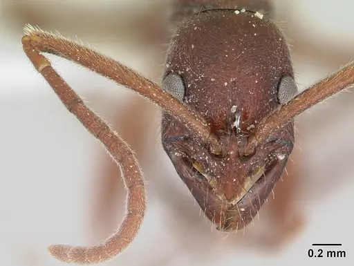 Leptogenys elongata specimen CASENT0104737 image casent0104737_2