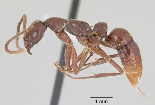 Leptogenys elongata specimen CASENT0104737 image casent0104737_3