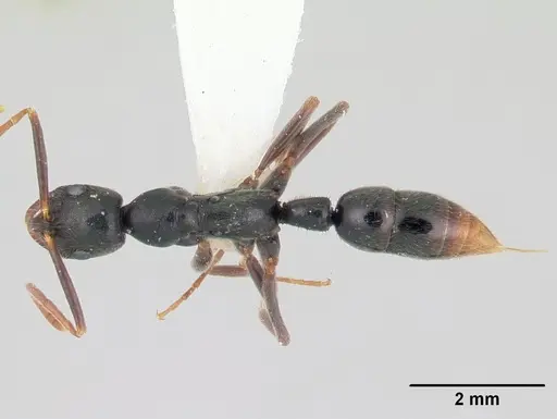 Leptogenys elongata specimen CASENT0178786 image casent0178786_1