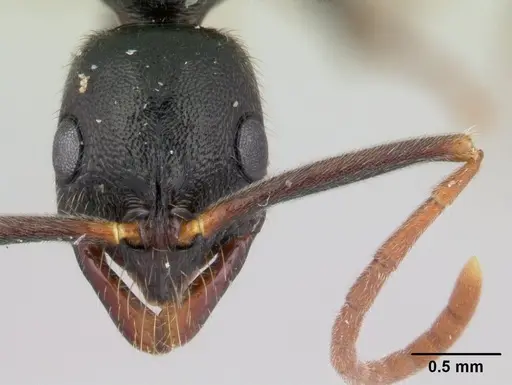 Leptogenys elongata specimen CASENT0178786 image casent0178786_2