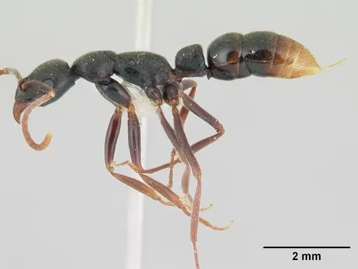 Leptogenys elongata specimen CASENT0178786 image casent0178786_3