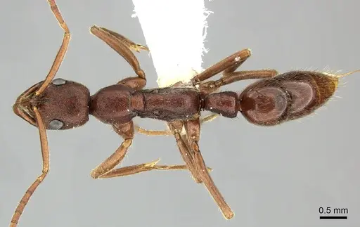 Leptogenys elongata specimen CASENT0270534 image casent0270534_1