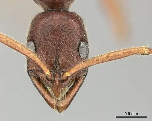 Leptogenys elongata specimen CASENT0270534 image casent0270534_2