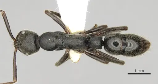 Leptogenys elongata specimen CASENT0281933 image casent0281933_1