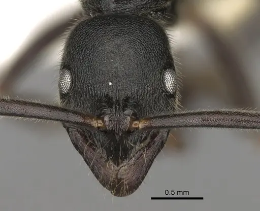 Leptogenys elongata specimen CASENT0281933 image casent0281933_2