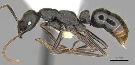 Leptogenys elongata specimen CASENT0281933 image casent0281933_3