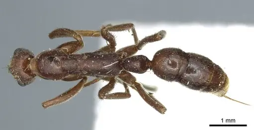 Leptogenys elongata specimen CASENT0915876 image casent0915876_1