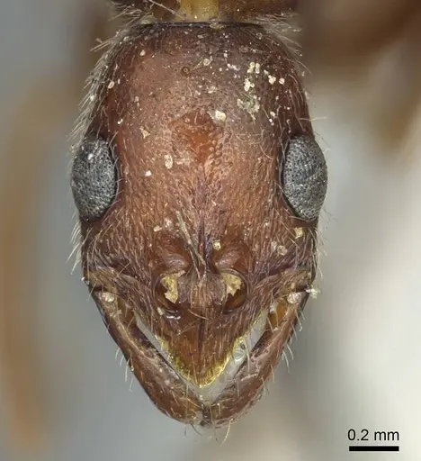 Leptogenys elongata specimen CASENT0915876 image casent0915876_2