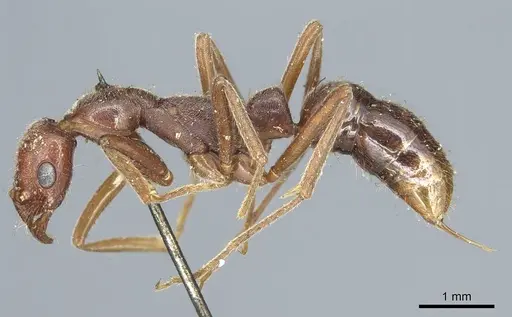 Leptogenys elongata specimen CASENT0915876 image casent0915876_3