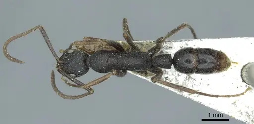 Leptogenys elongata specimen CASENT0915881 image casent0915881_1