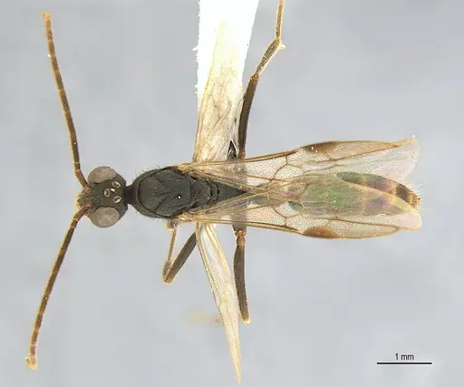Leptogenys elzasoares specimen ANTWEB1062707 image antweb1062707_1