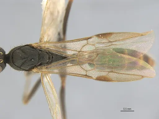 Leptogenys elzasoares specimen ANTWEB1062707 image antweb1062707_2