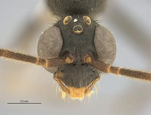 Leptogenys elzasoares specimen ANTWEB1062707 image antweb1062707_3