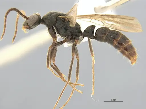 Leptogenys elzasoares specimen ANTWEB1062707 image antweb1062707_4