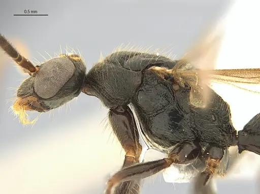 Leptogenys elzasoares specimen ANTWEB1062707 image antweb1062707_5
