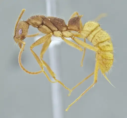 Leptogenys elzasoares specimen UFV-LABECOL-009566 image ufv-labecol-009566_2